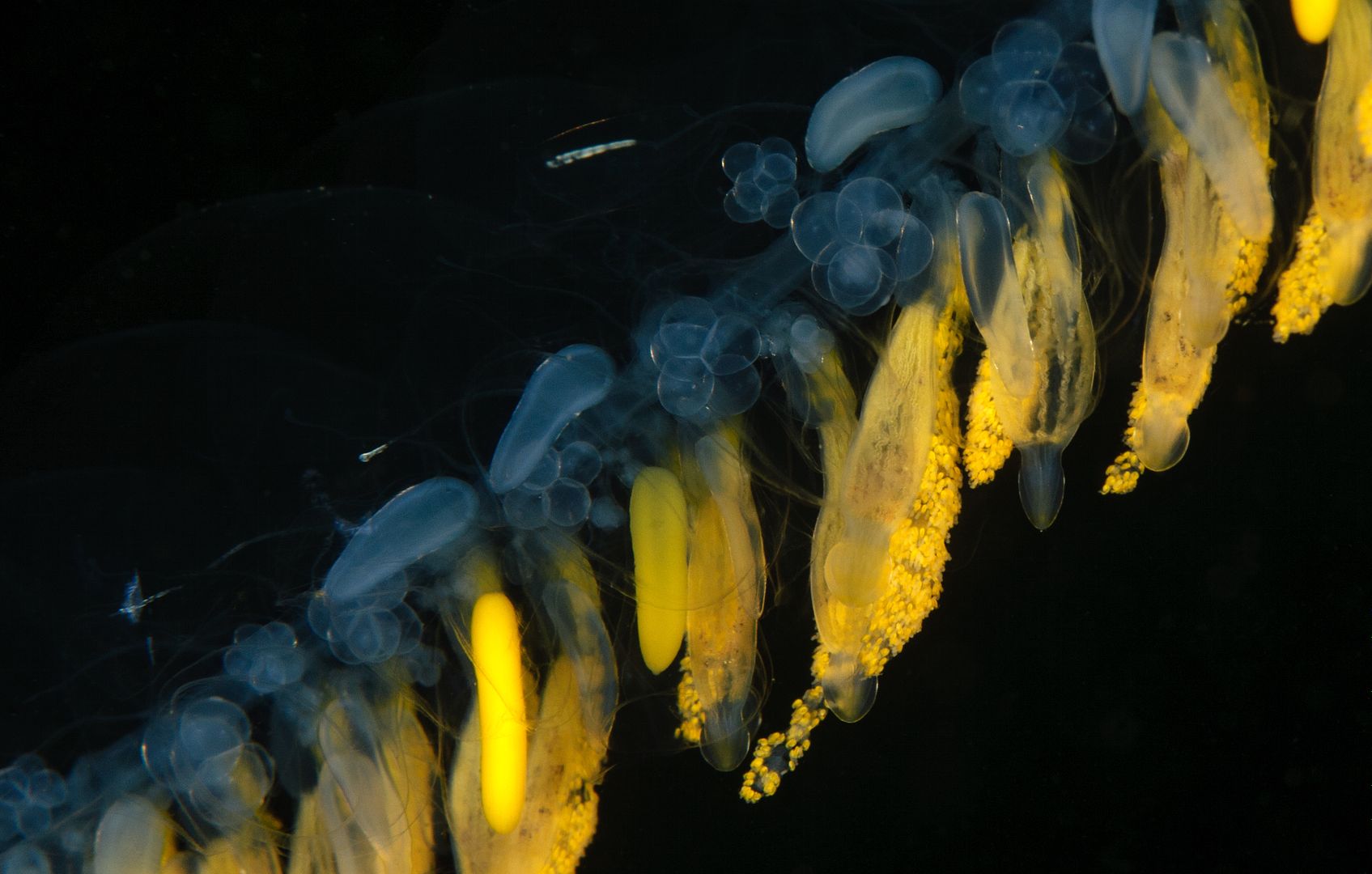  photo Halfway Reef Praya dubia Giant siphonophore_zpsnutuypsz.jpg