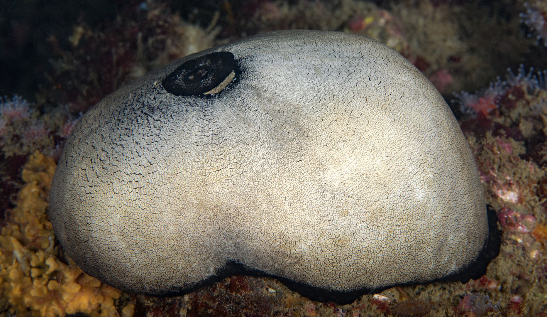  photo Megathura crenulata Giant keyhole limpet_ART8176_zpsqziztwe5.jpg