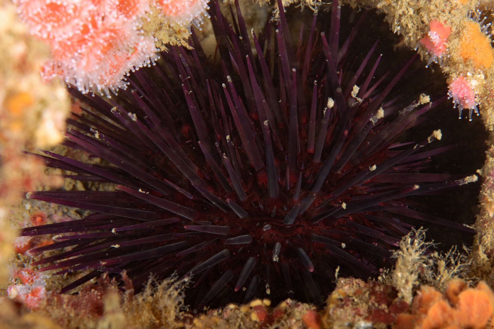  photo Mesocentrotus franciscanus Red sea urchin_ART8179_zps4dekje8m.jpg