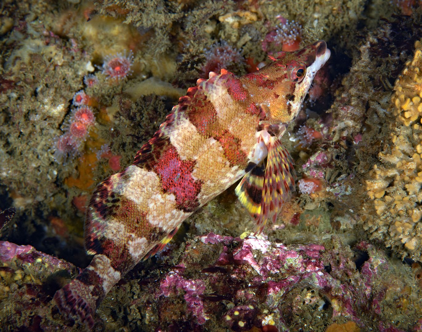  photo Oxylebius pictus Painted Greenling_ART8185_zpsv3nxx7oo.jpg