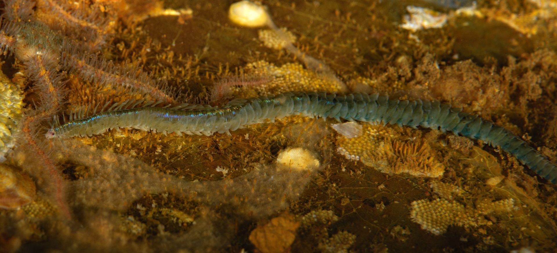  photo Phyllodoce medipapillata paddle worm_ART8240_zpsukwzkr4k.jpg
