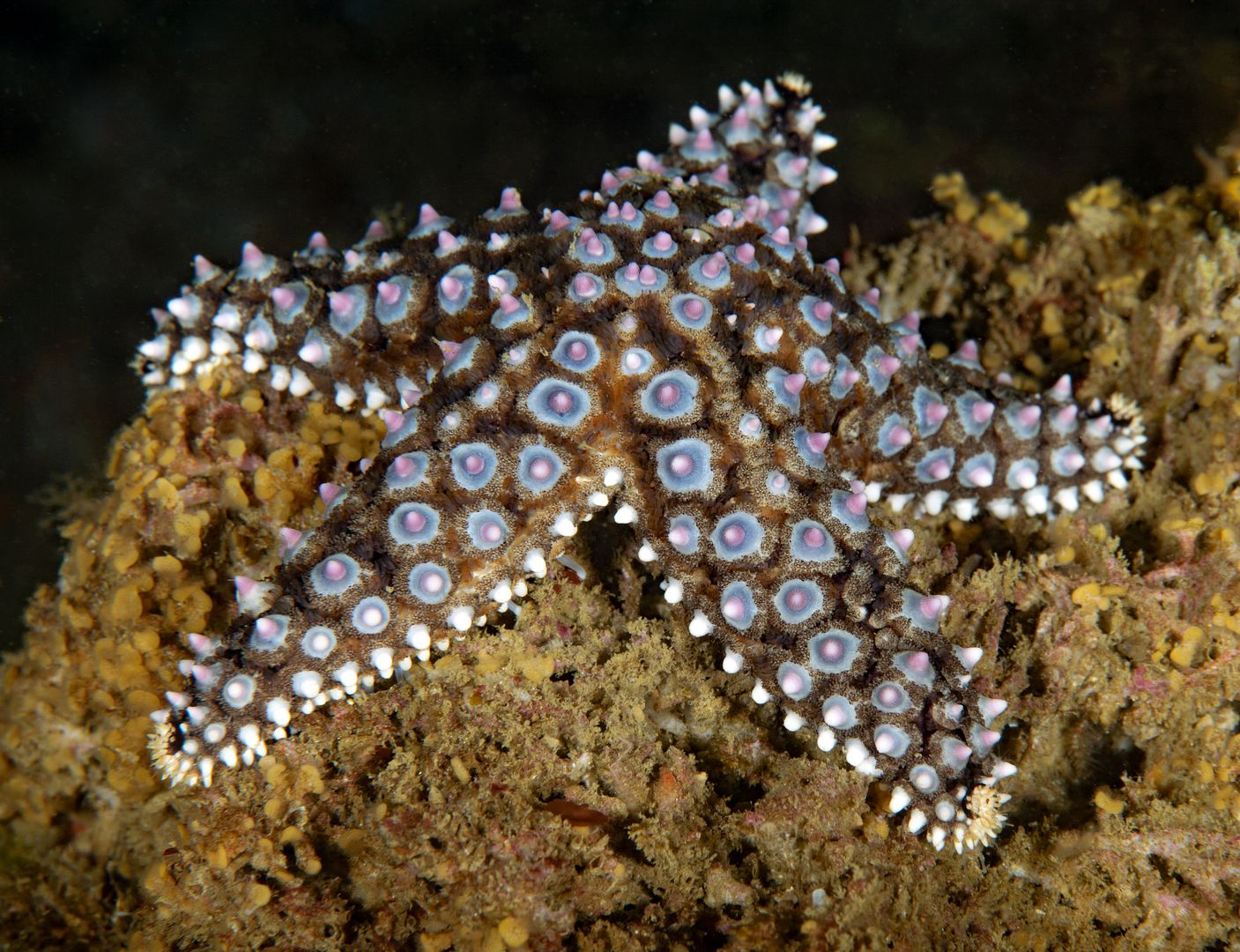  photo Pisaster giganteus Knobby sea star_ART8203_zpsfucalrp8.jpg