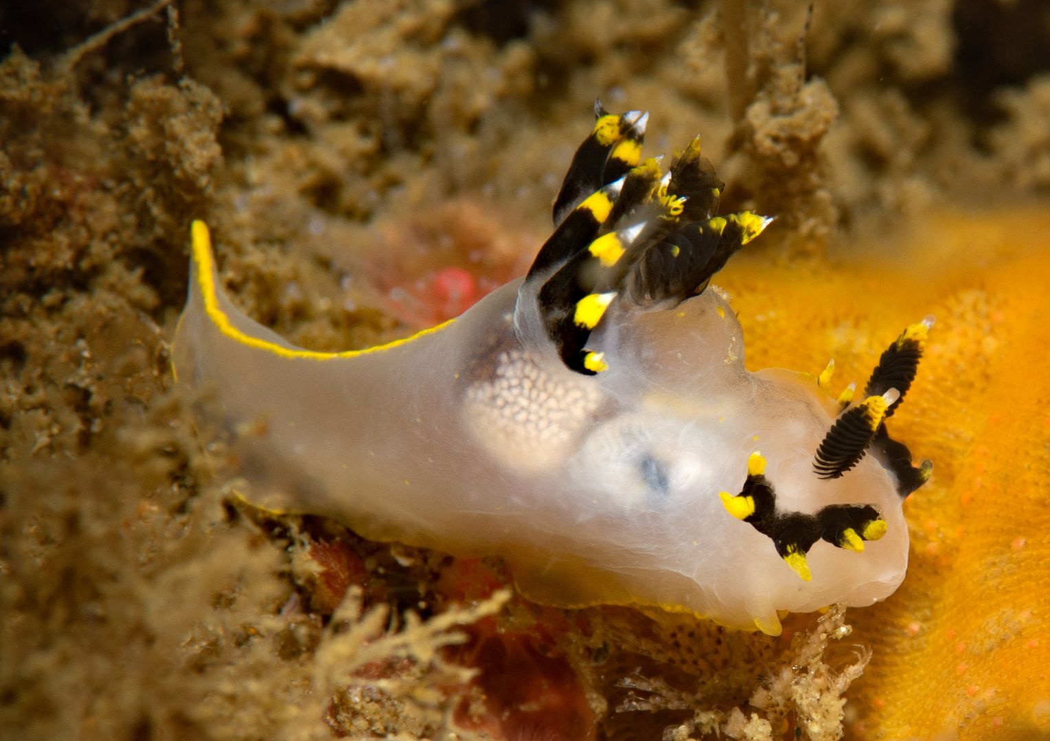  photo Polycera tricolor_ART8219_zpsoiur8qna.jpg