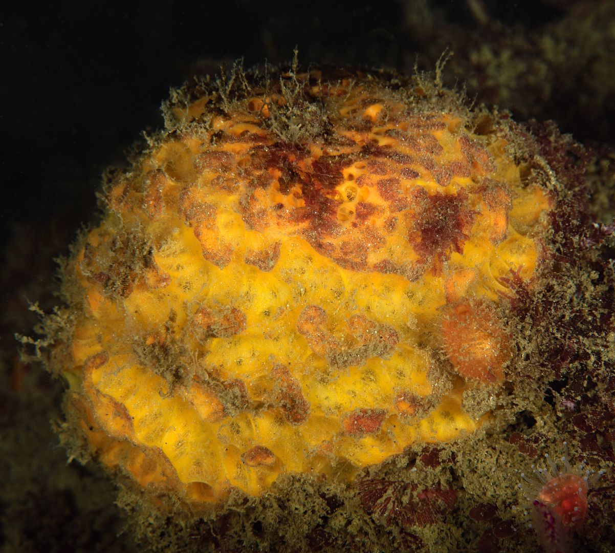  photo Tethya californiana Orange puffball sponge_ART8211_zpsfyur26dw.jpg
