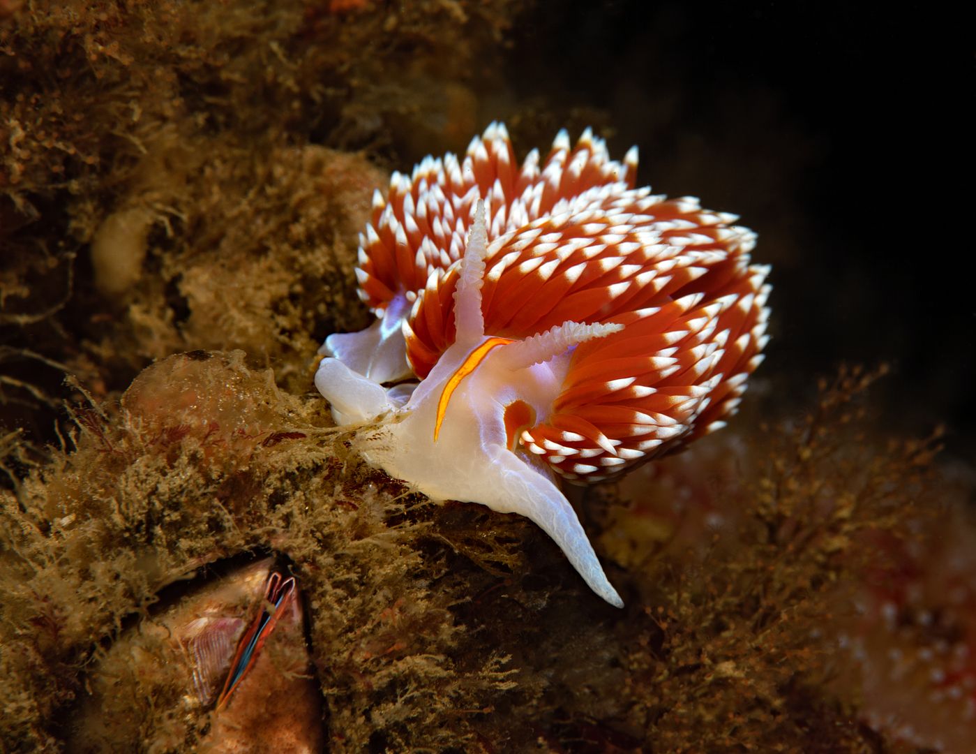  photo Hawthorne Reef 1_zpsdzojcarb.jpg