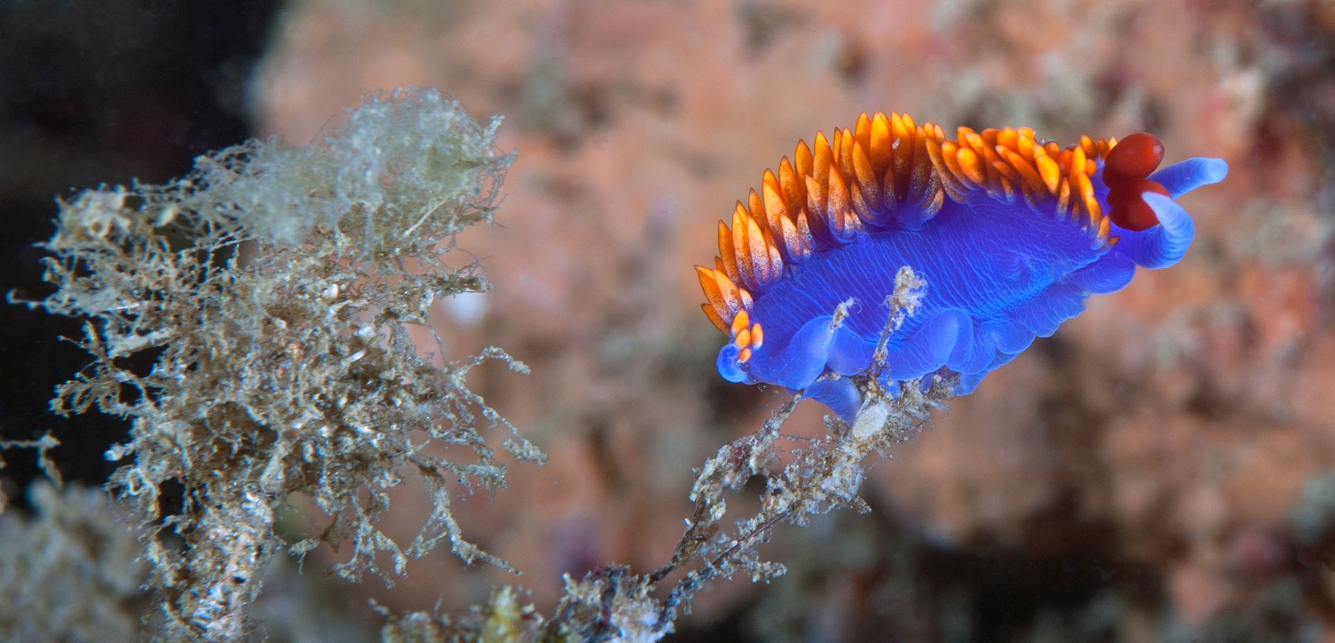  photo Hawthorne Reef 1_zpsiguutbch.jpg