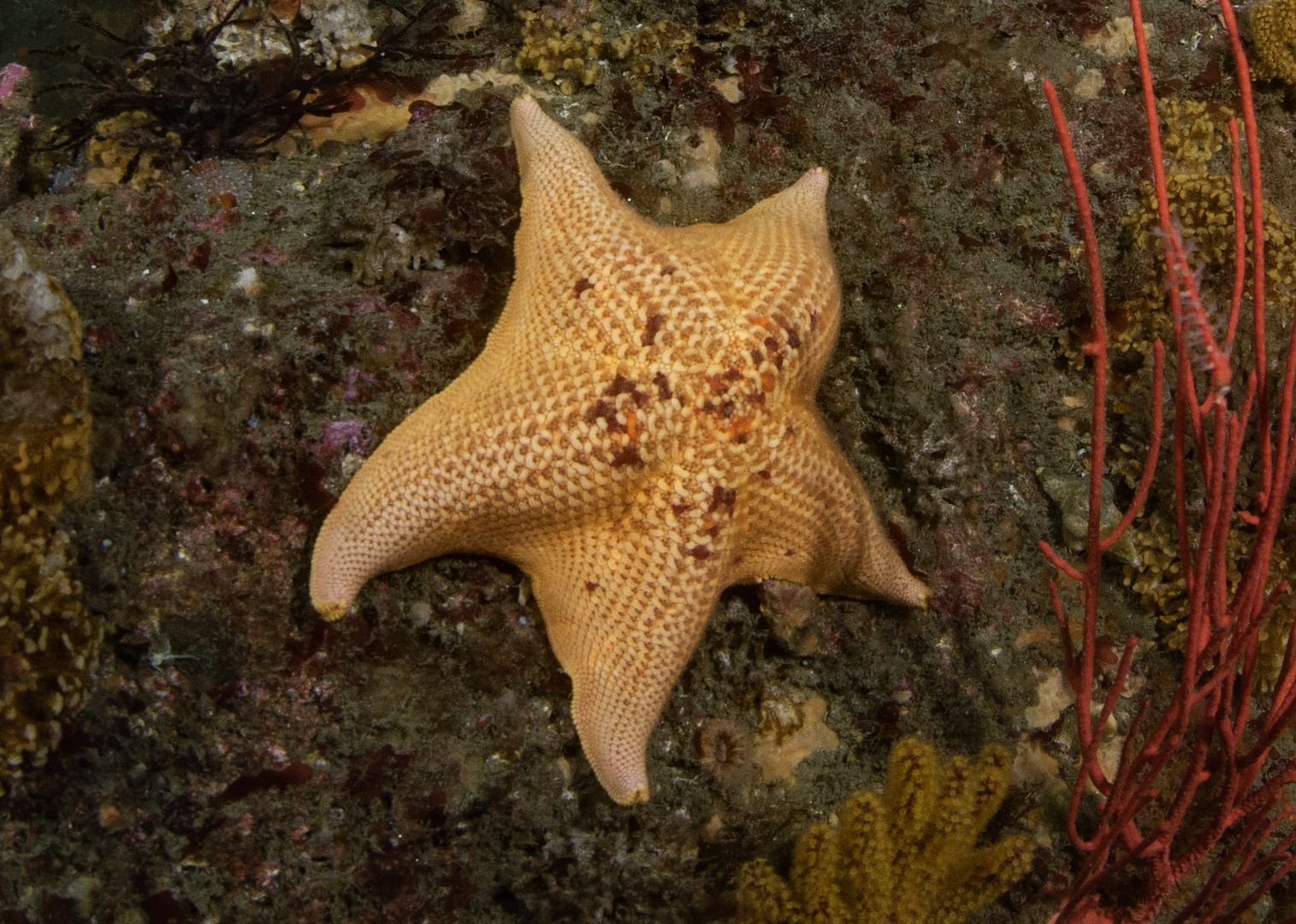  photo Patiria miniata Bat star_ART8126_zpsug7zvjlj.jpg