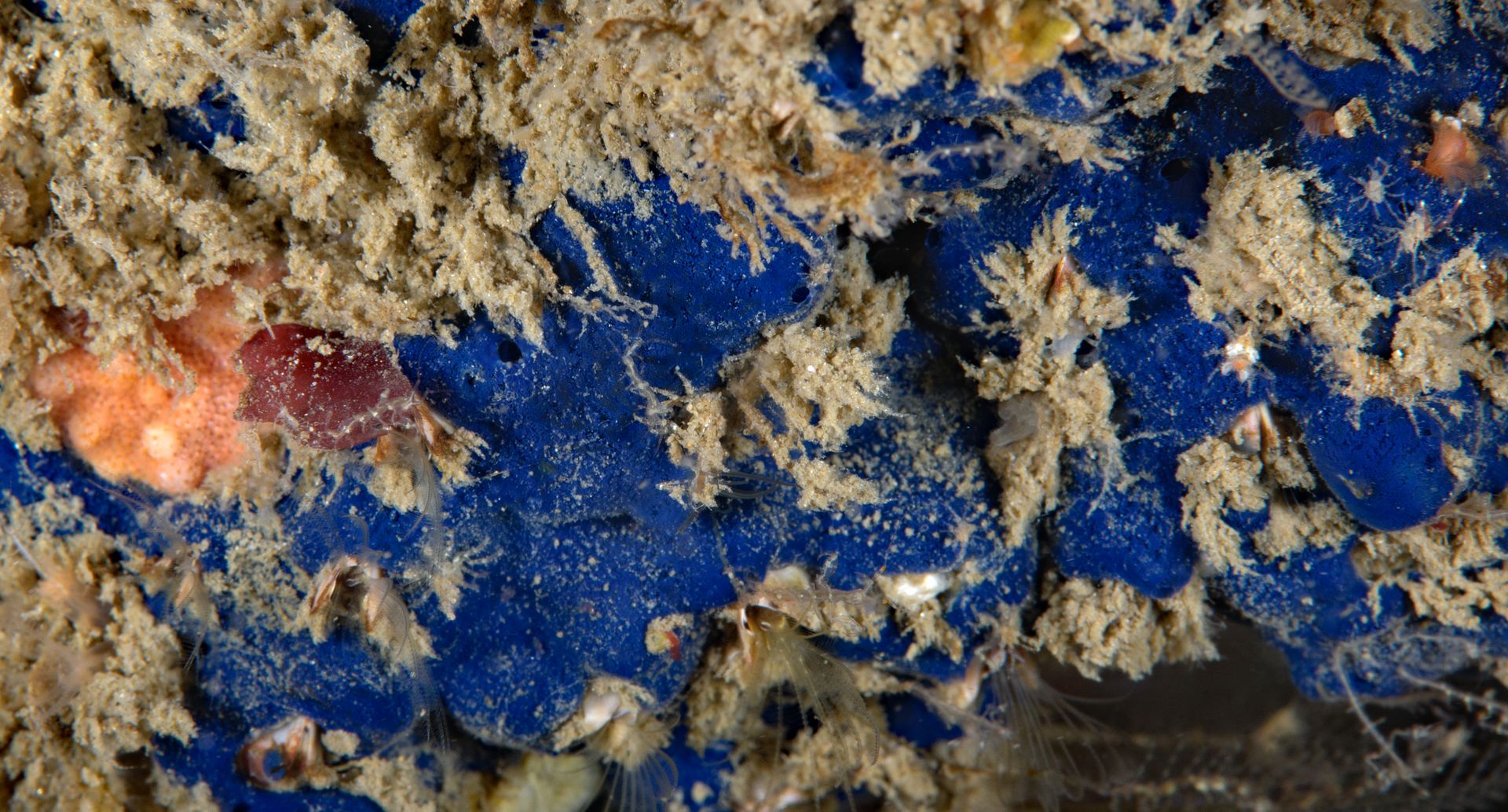  photo Acanthancora cyanocrypta Cobalt sponge_zpsqadipfh4.jpg