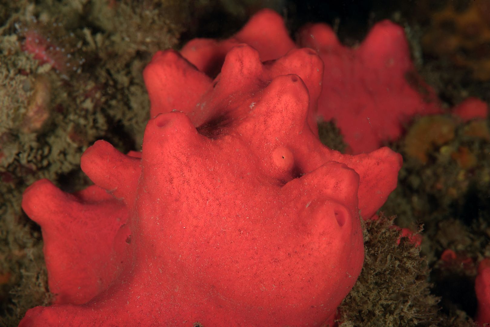  photo Acarnus erithacus Red Volcano Sponge_zpsnfhevsa7.jpg