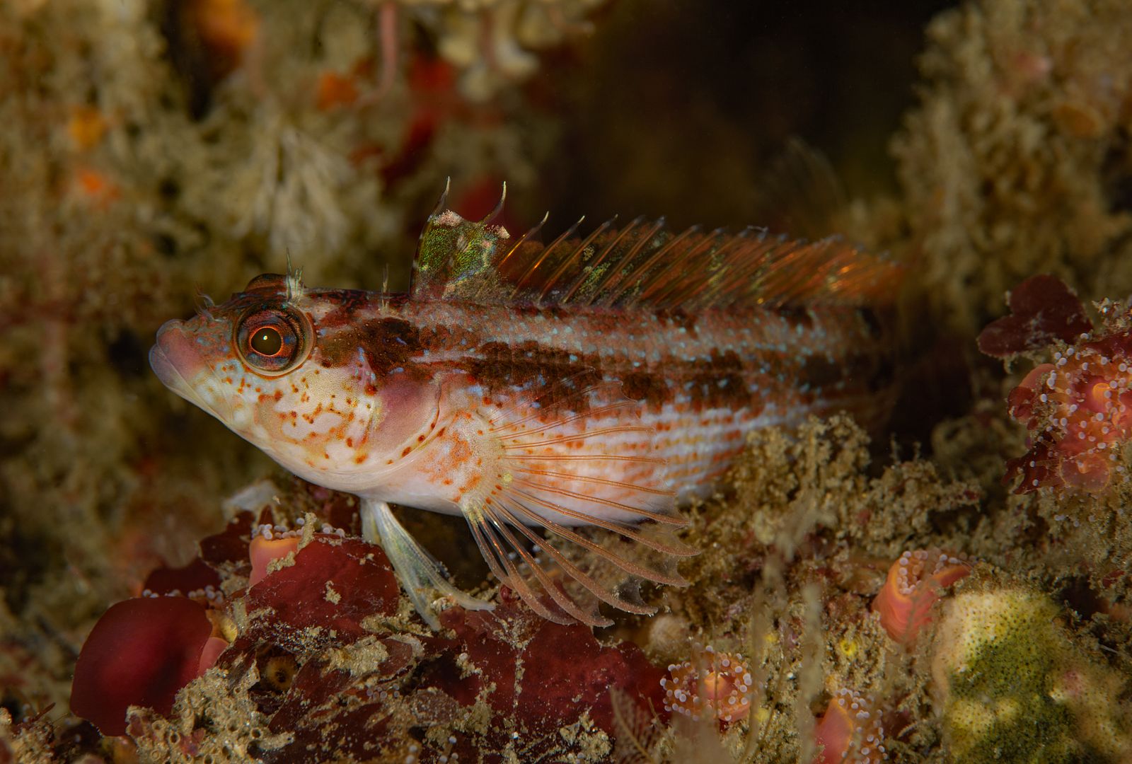  photo Alloclinus holderi Island kelpfish_zpsinqtn7qy.jpg