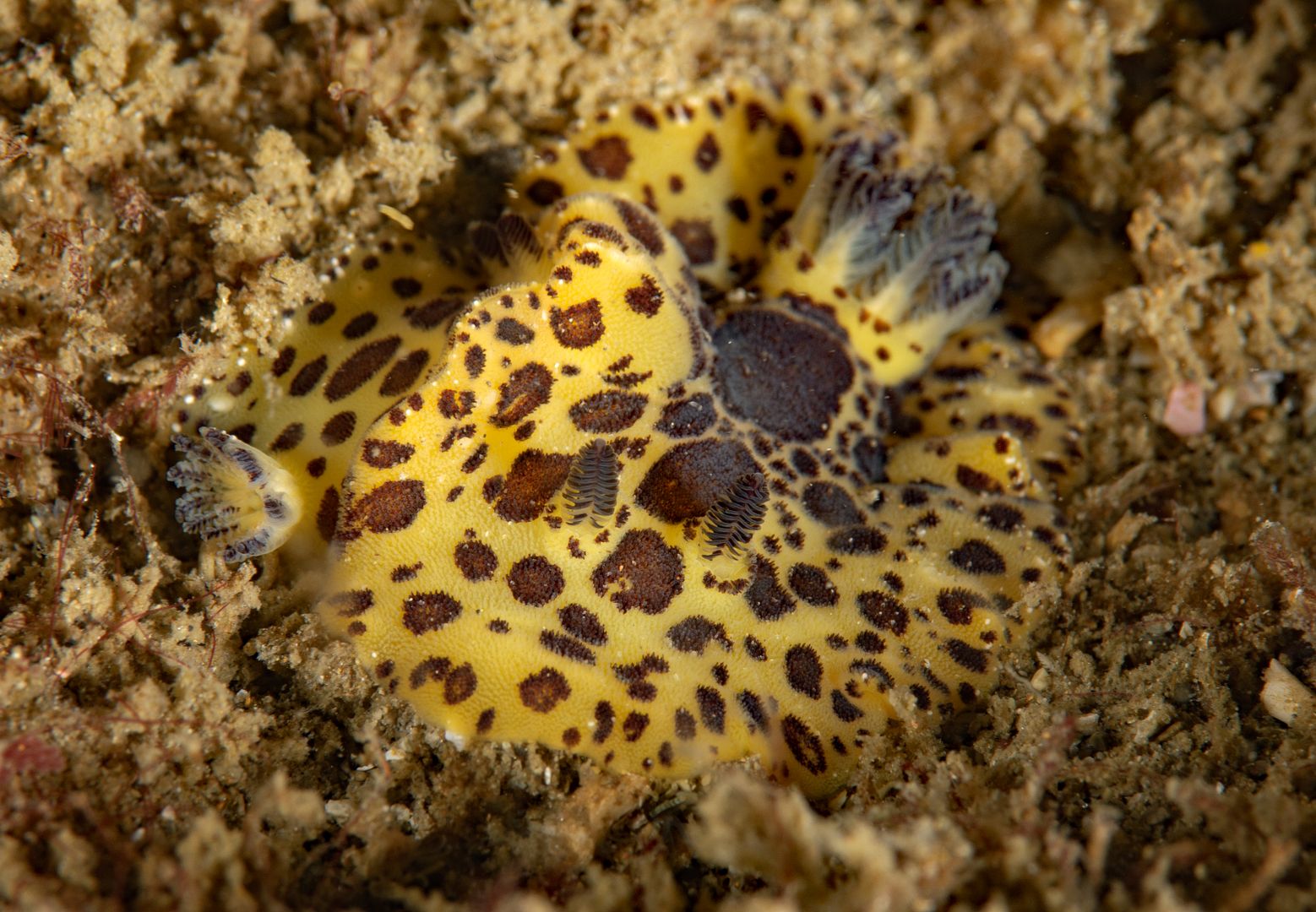  photo Jorunna pardus Leopard Dorid_zps9pojoyom.jpg