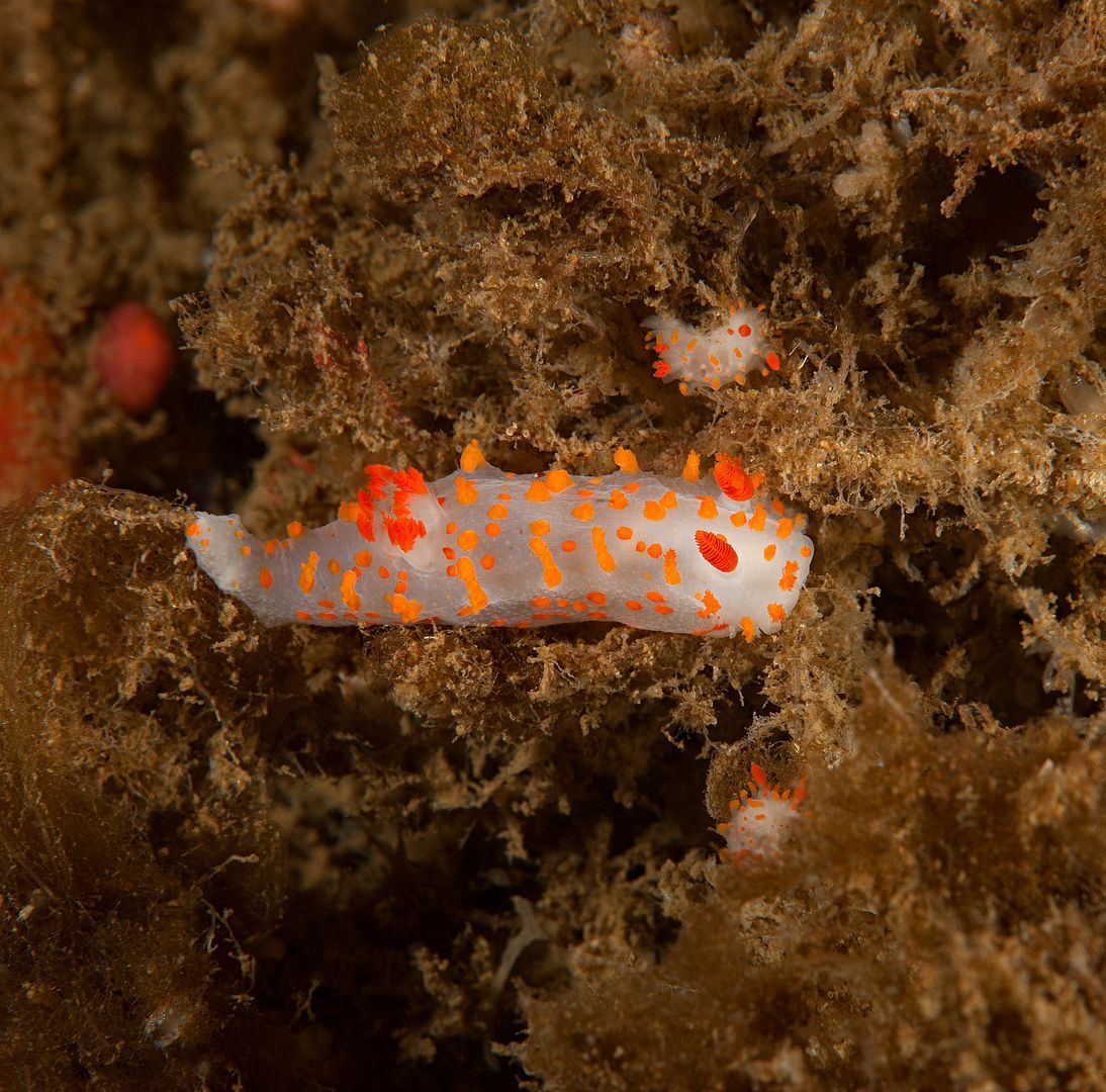 Triopha catalinae photo Kevins Reef 10_zps6wkem0oy.jpg