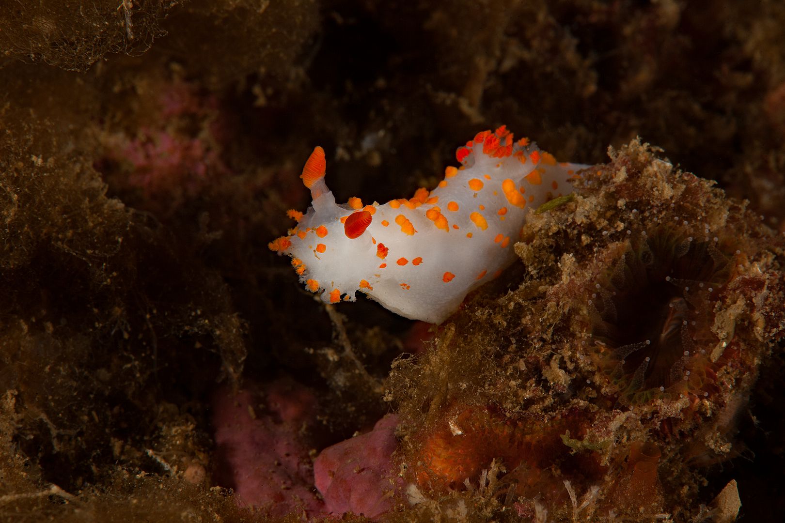 Triopha catalinae photo Kevins Reef 11_zpsqcleoomv.jpg