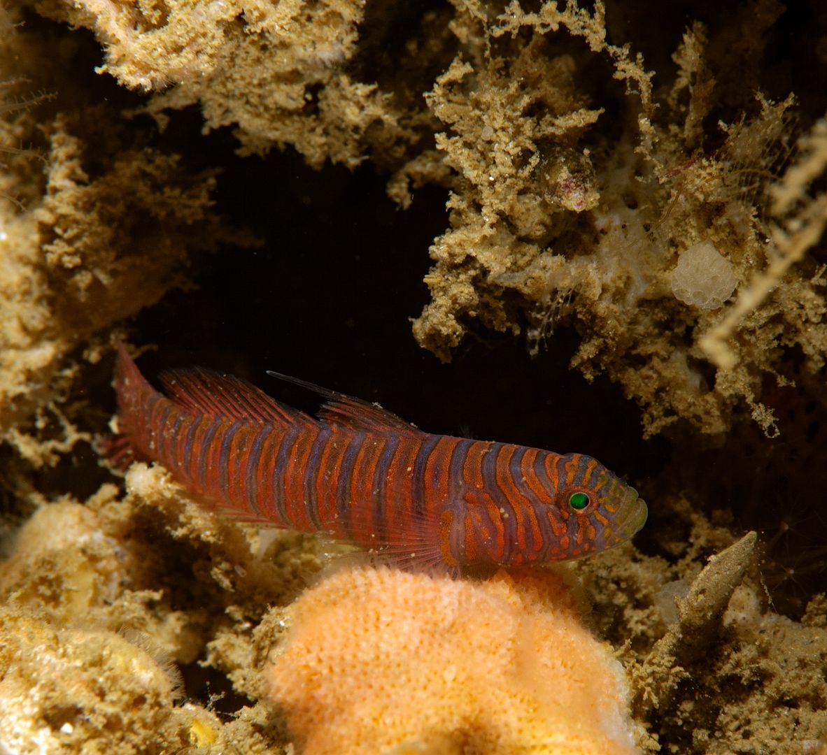  photo Kevins Reef 11_zpsqyicpoln.jpg