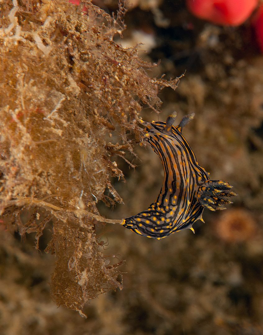 Polycera atra photo Kevins Reef 16_zps8ljedi5b.jpg