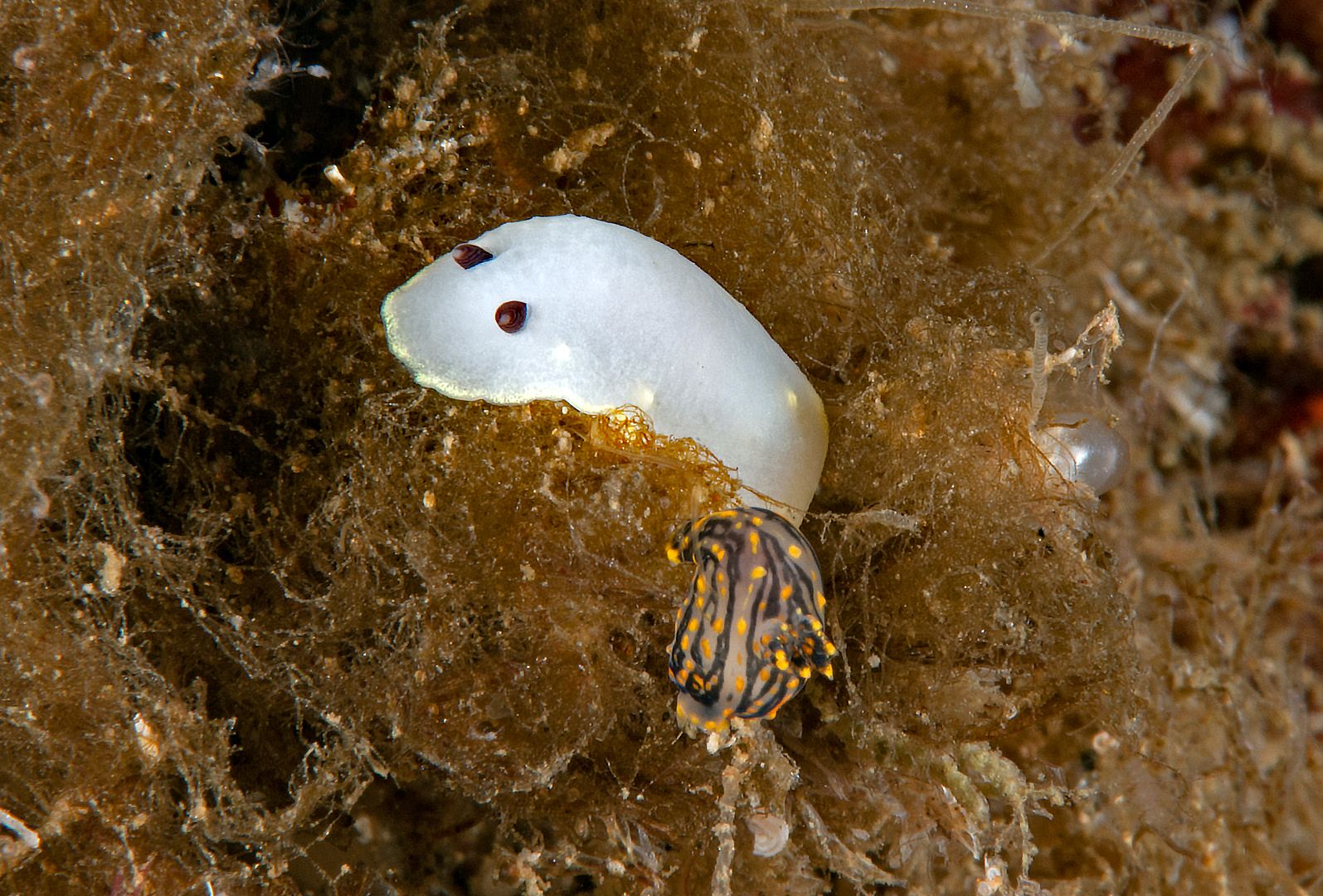 Cadlina flavomaculata photo Kevins Reef 17_zpsspqelyig.jpg