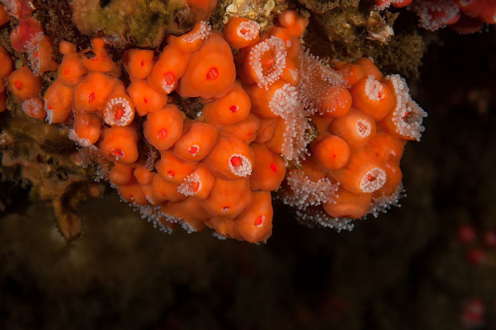 Corynactis californica photo Kevins Reef 20_zpslx22wlio.jpg
