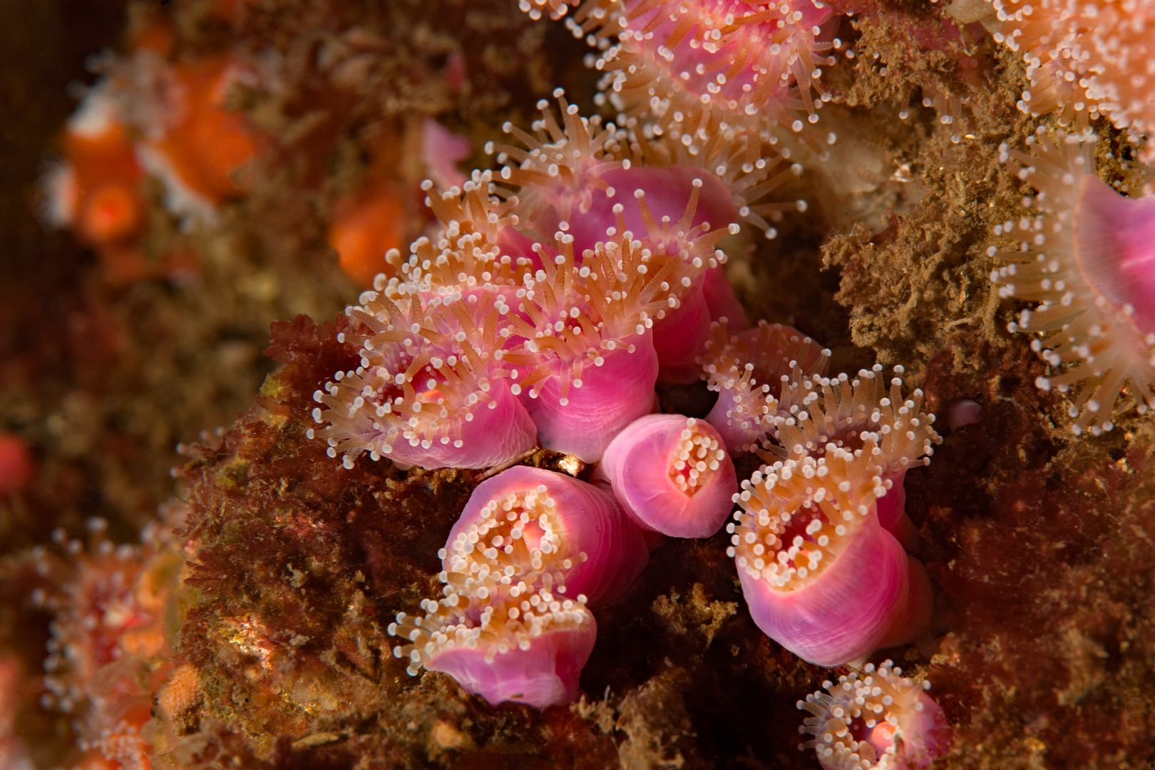 Corynactis californica photo Kevins Reef 21_zpsym4b0es6.jpg