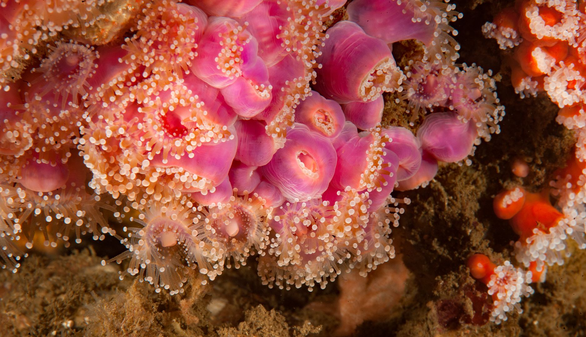 Corynactis californica photo Kevins Reef 23_zpsrexhrzai.jpg