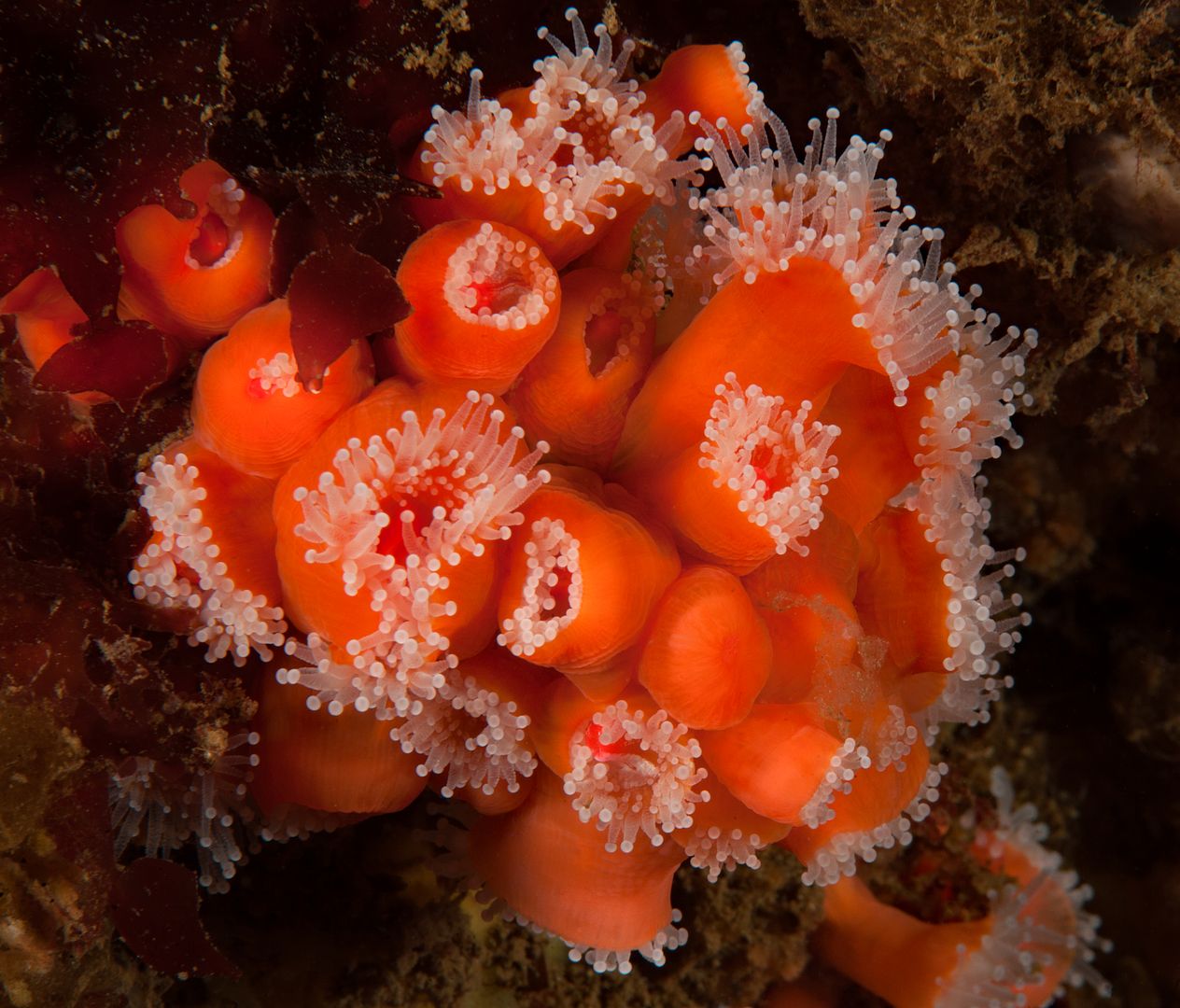 Corynactis californica photo Kevins Reef 24_zpsd7tejdew.jpg