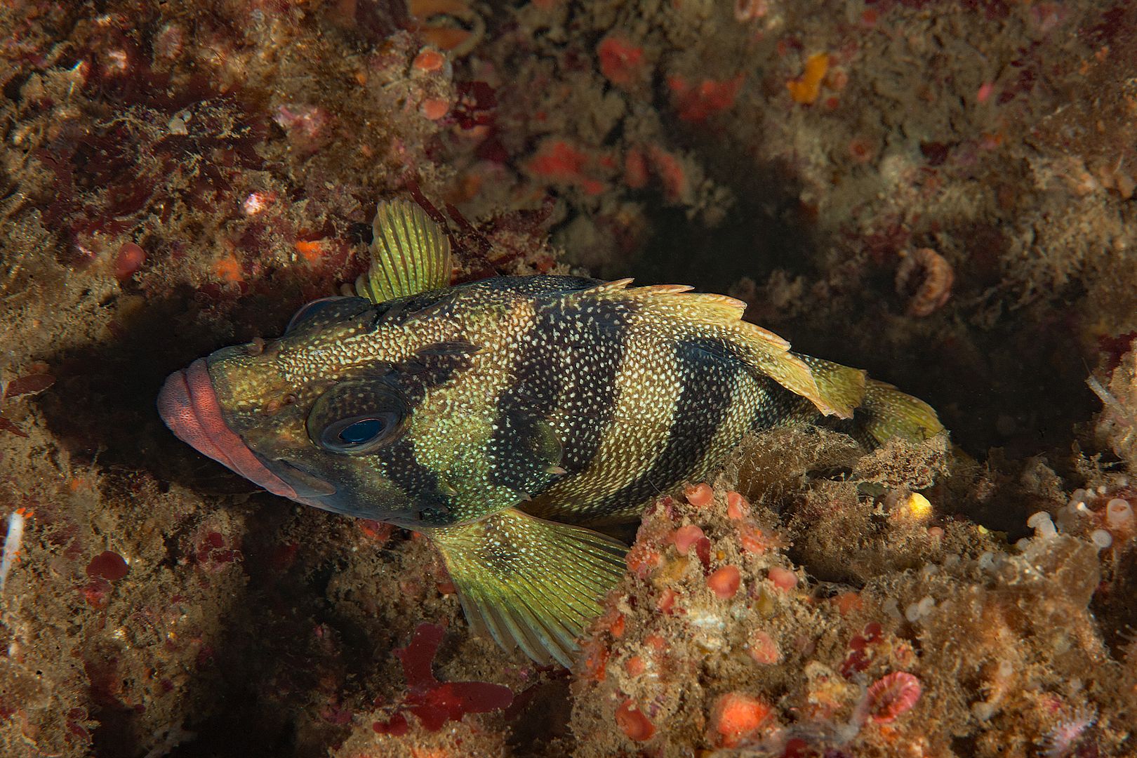 Sebastes serriceps photo Kevins Reef 28_zpshrq81sj0.jpg