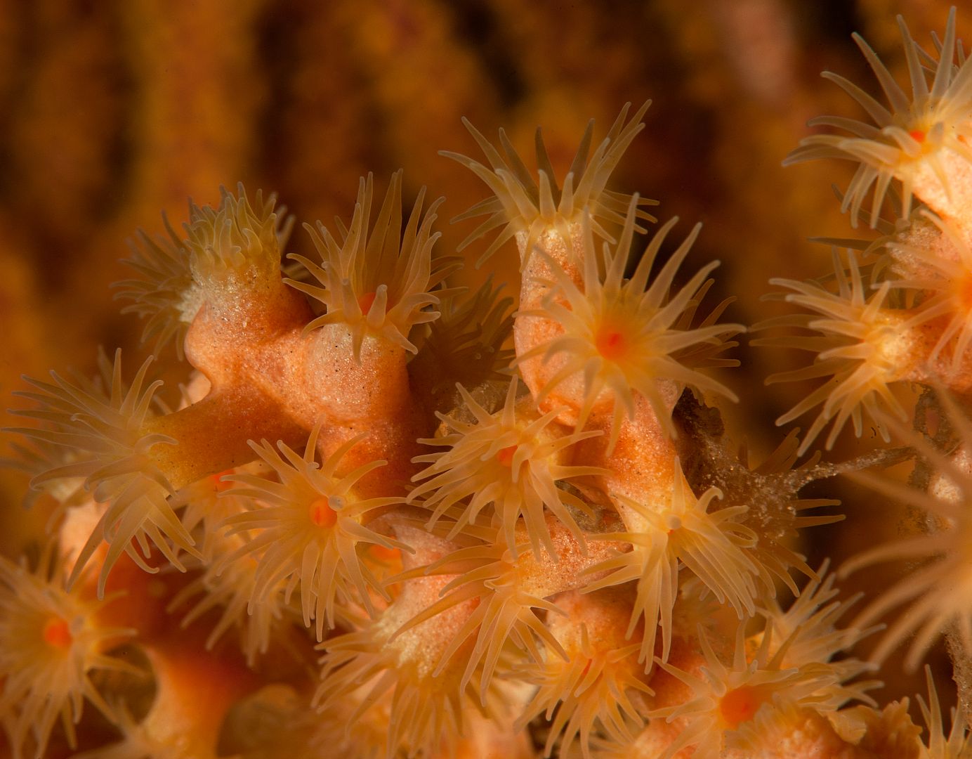 Parazoanthus lucificum photo Kevins Reef 29_zpsiwljylg5.jpg