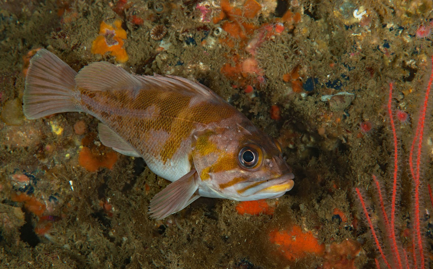 Sebastes caurinus photo Kevins Reef 31_zpshch5kuba.jpg