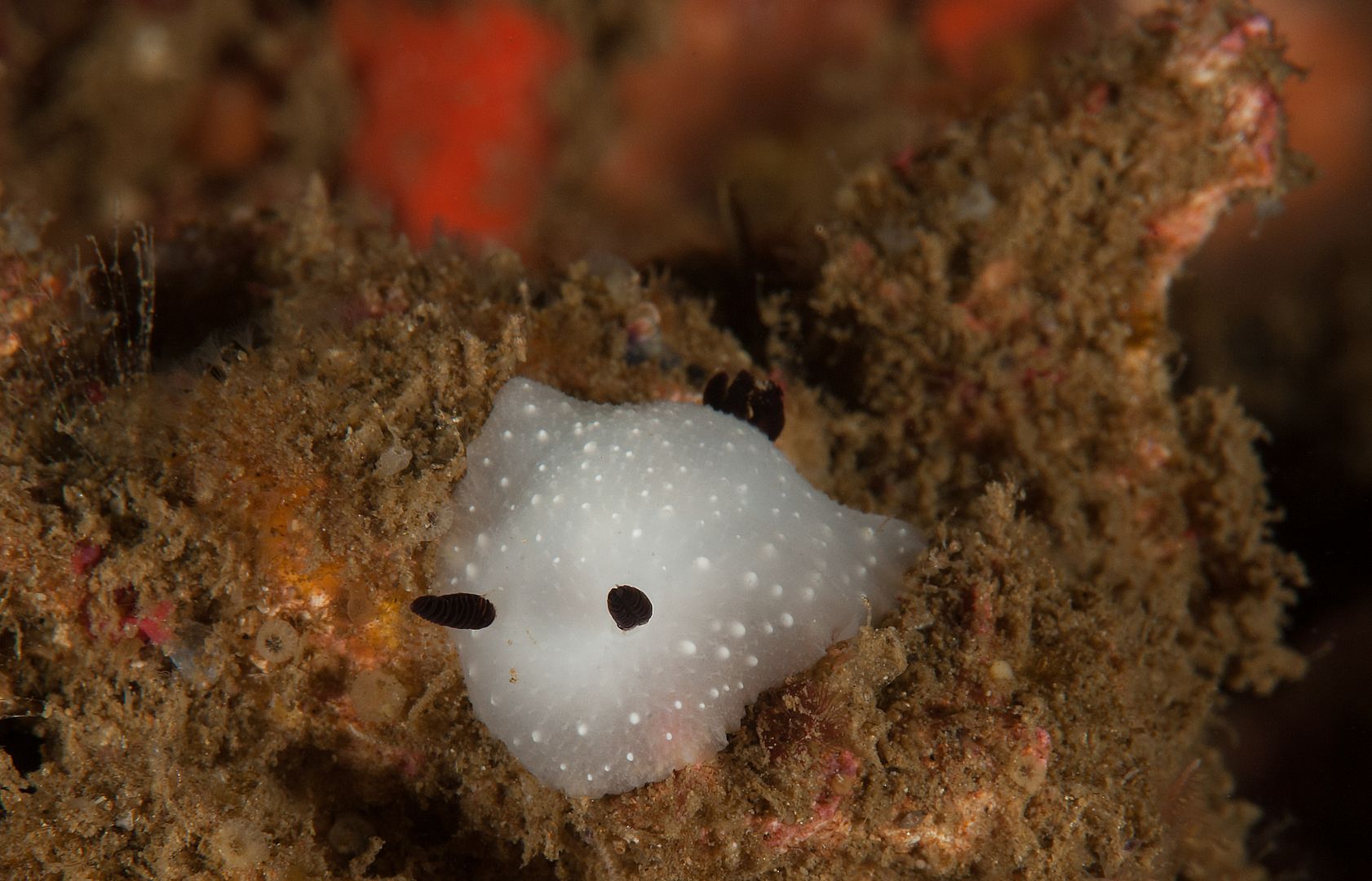 Cadlina limbaughorum photo Kevins Reef 32_zpsx6r7te7h.jpg