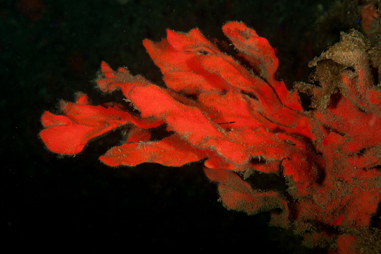 Microciona prolifera photo Kevins Reef 35_zpsvxv0czmd.jpg