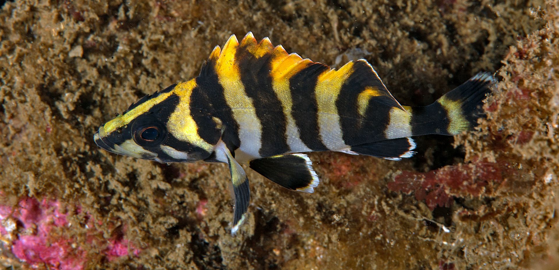 Sebastes serriceps photo Kevins Reef 37_zpsdr0dejbc.jpg