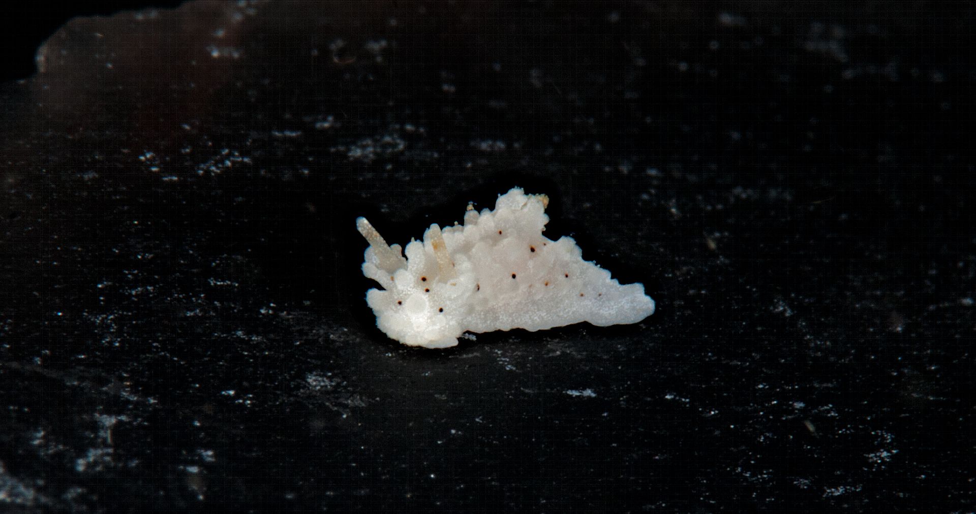 Aegires albopunctatus photo Kevins Reef 38_zps5y7o1mez.jpg