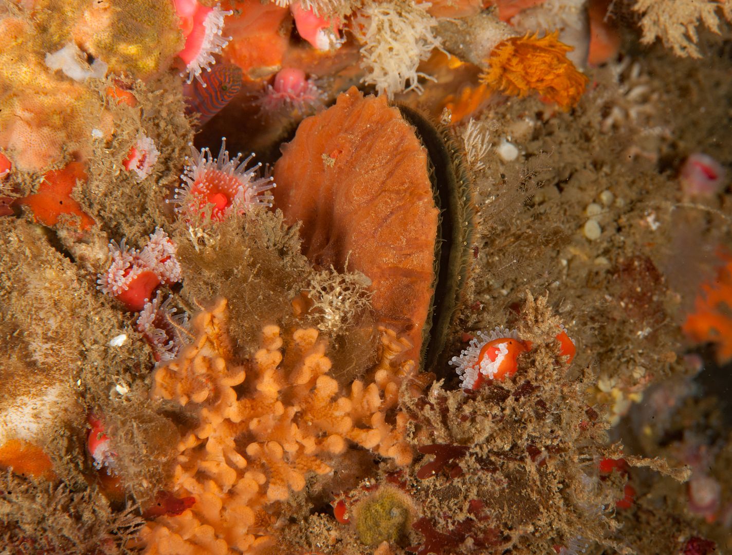 Crassadoma gigantea photo Kevins Reef 41_zpsu6zwil9w.jpg