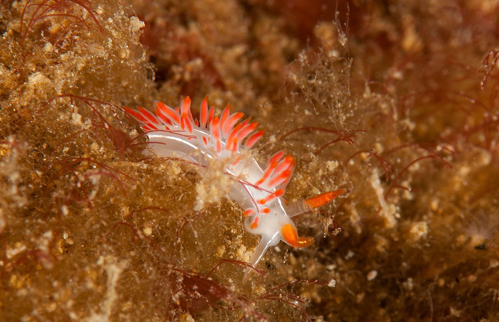 Flabellina trilineata photo Kevins Reef 4_zpso5ohfn1q.jpg