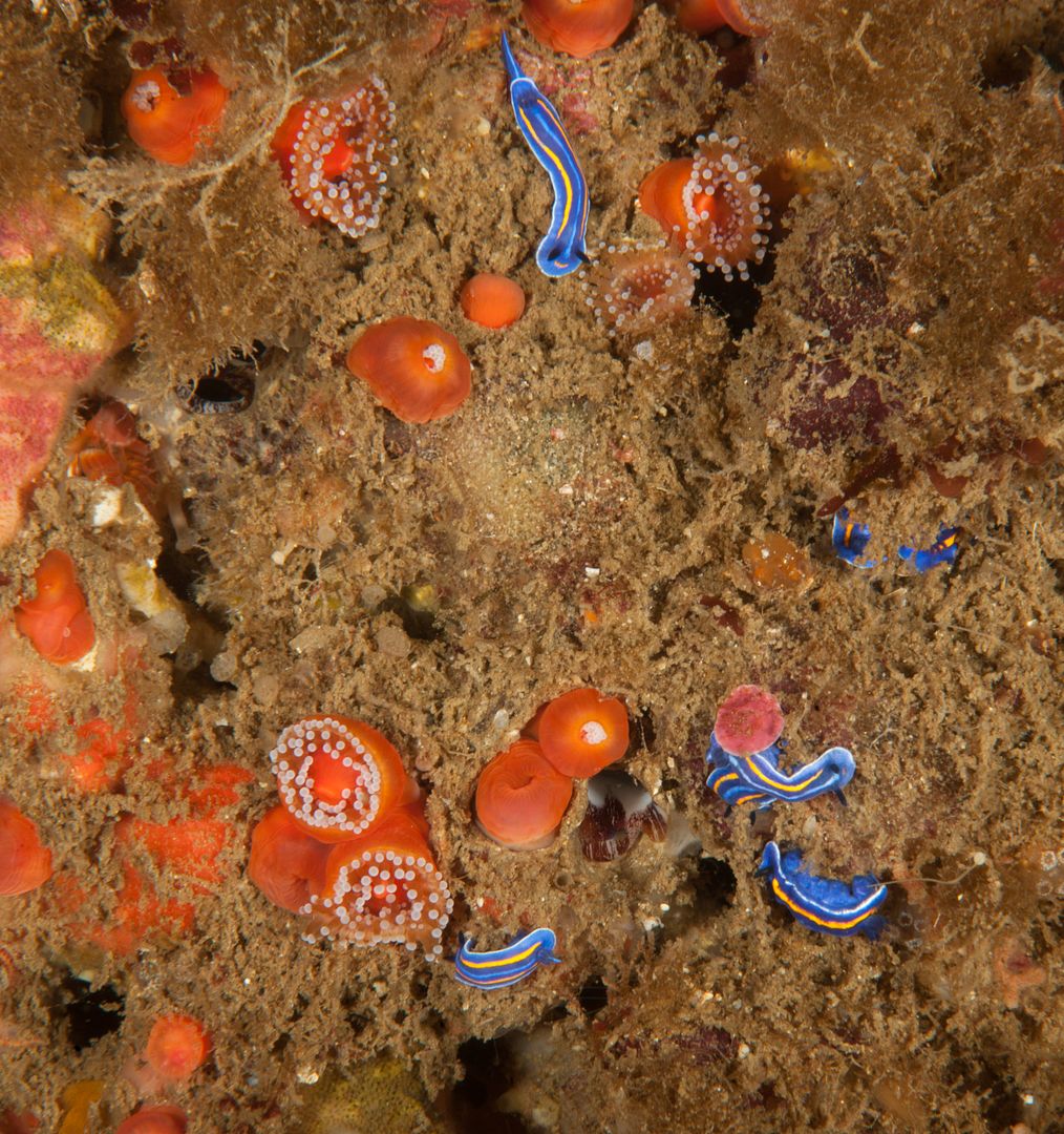 Felimare porterae photo Kevins Reef 50_zps6xlivoua.jpg