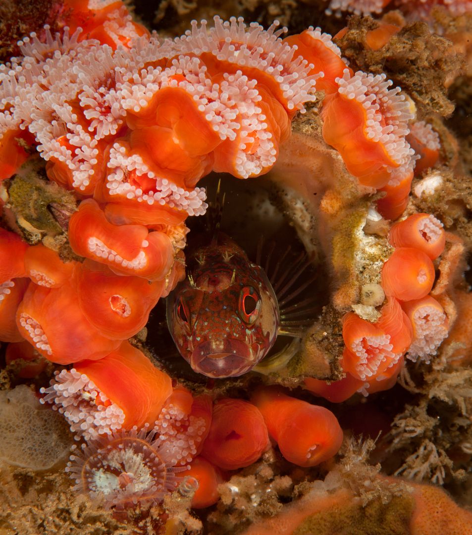 Neoclinus stephensae photo Kevins Reef 51_zpswqvprhqy.jpg