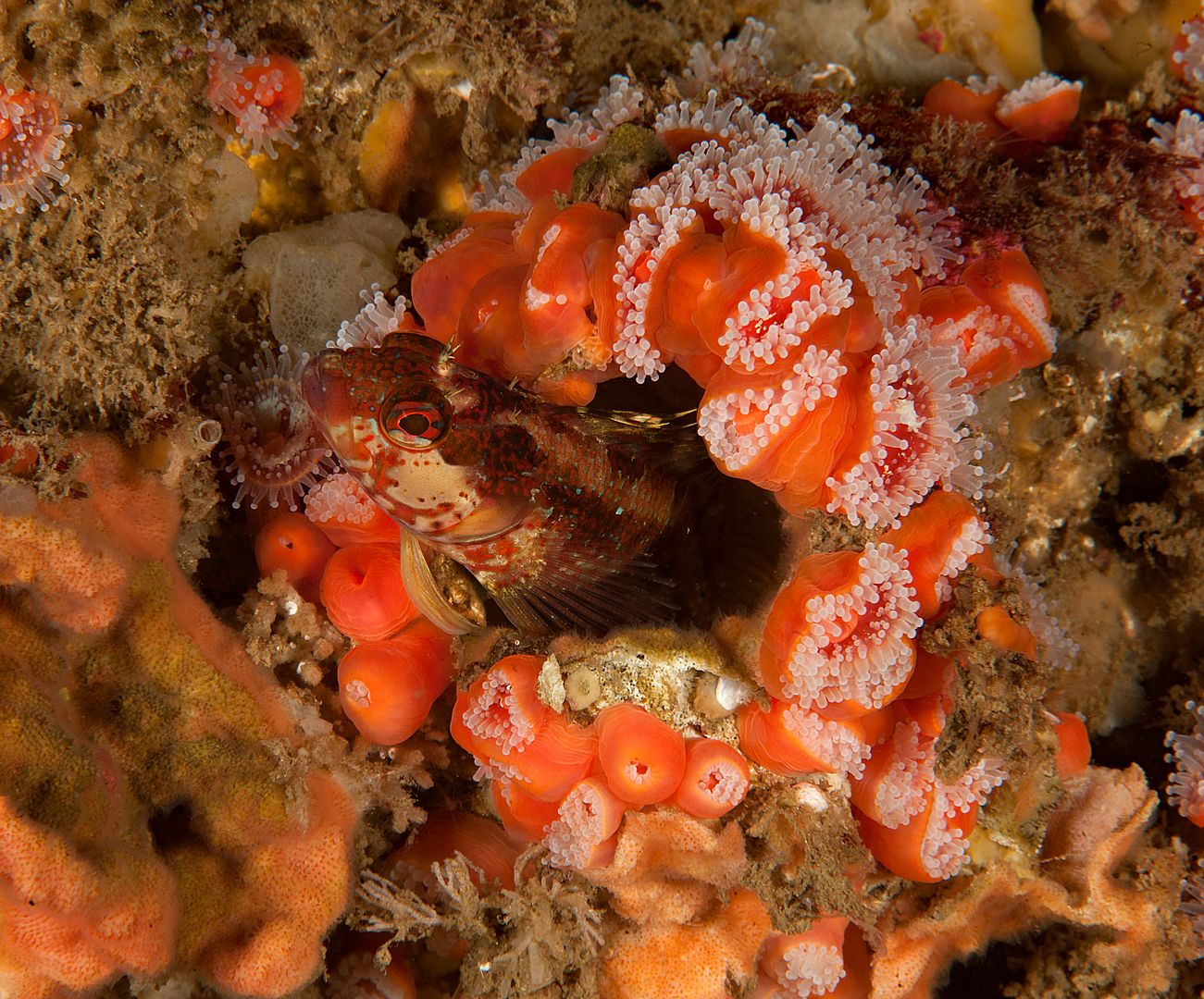 Neoclinus stephensae photo Kevins Reef 52_zpsqtkgc9oq.jpg