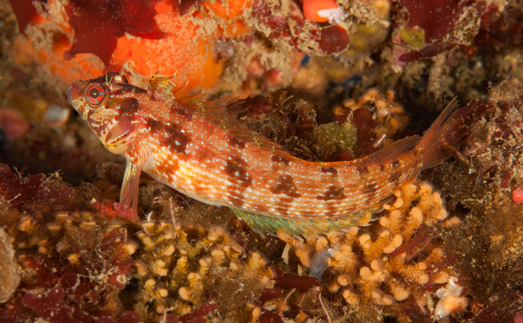 Neoclinus stephensae photo Kevins Reef 56_zpswbiuyyhx.jpg