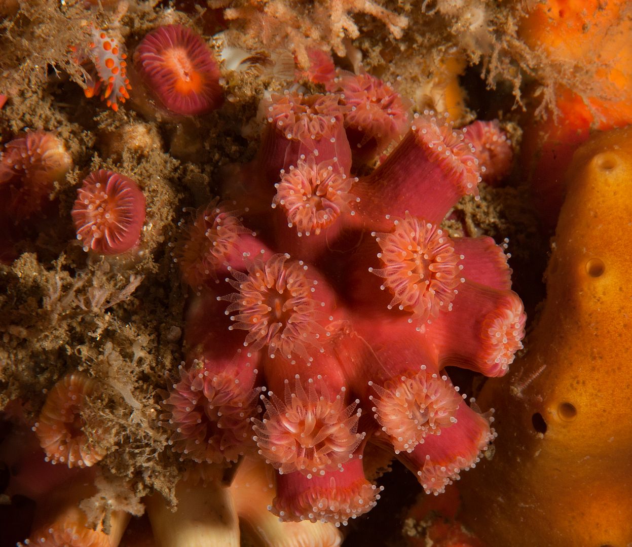 Coenocyathus bowersi photo Kevins Reef 60_zpsipubyf4i.jpg