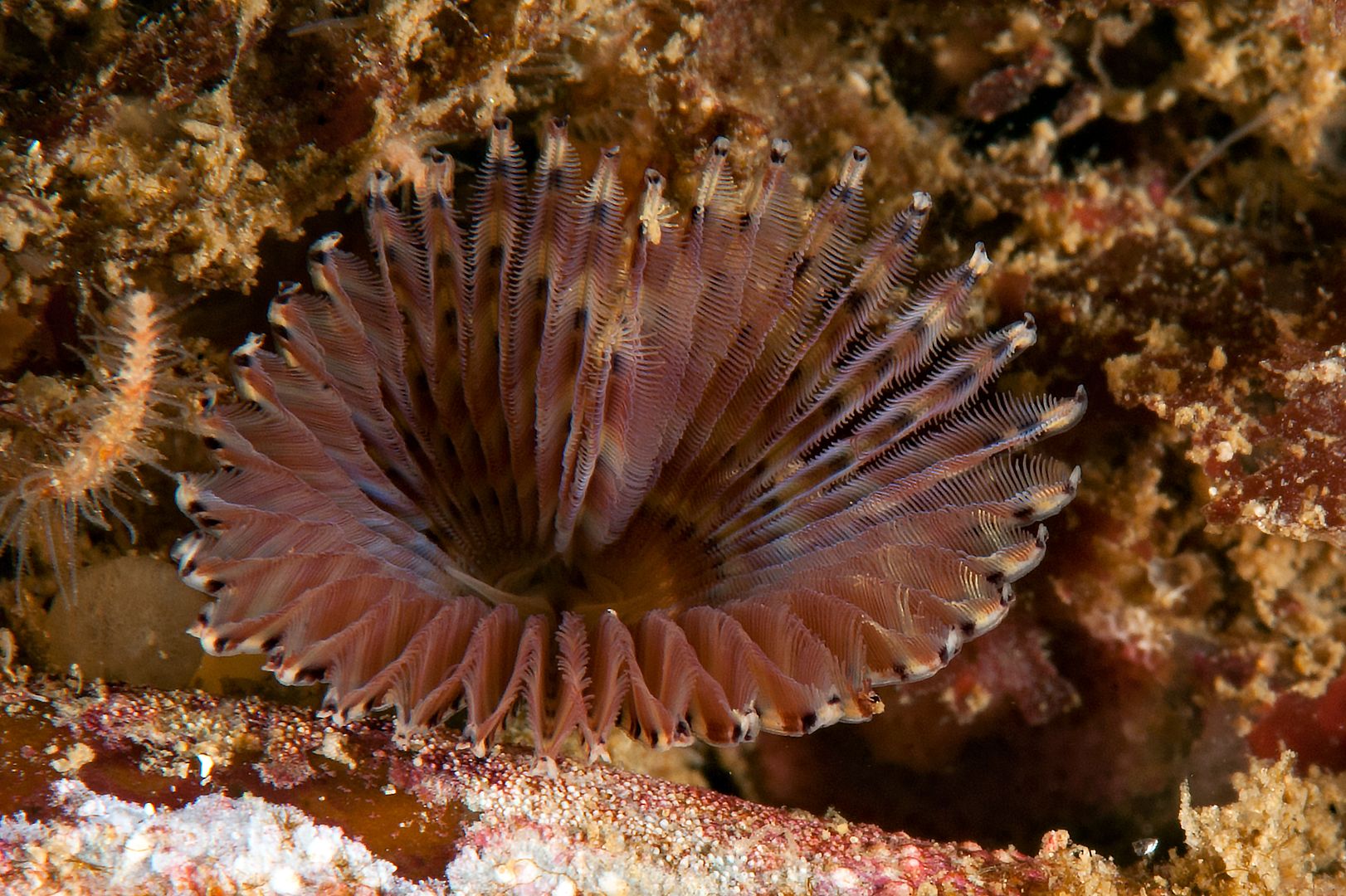 Myxicola infundibulum photo Kevins Reef 61_zpstxxmsekx.jpg