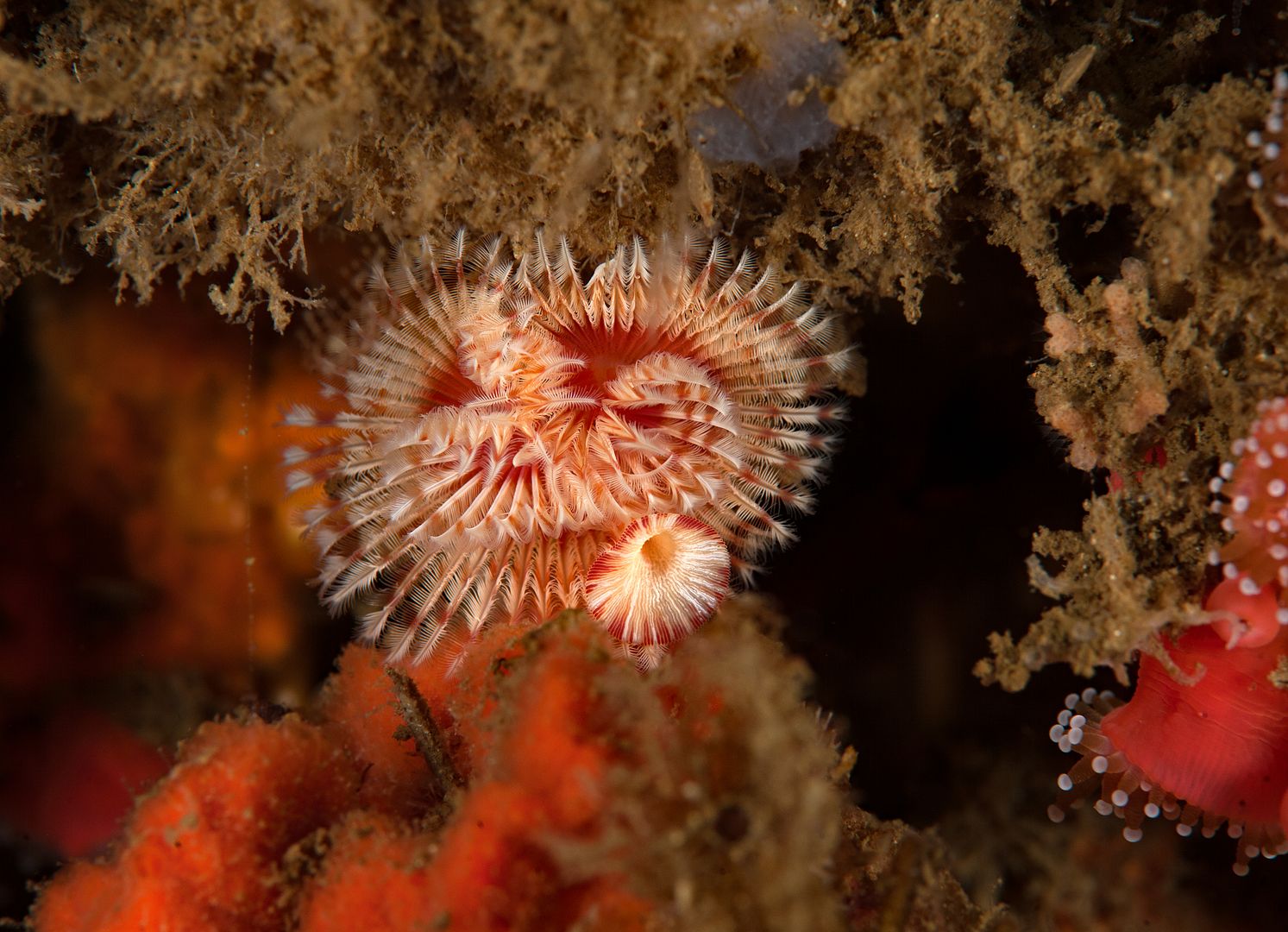 Serpula columbiana photo Kevins Reef 65_zpspctbzfbl.jpg