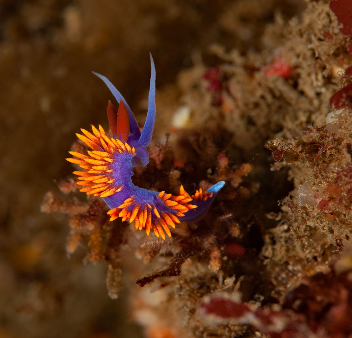 Flabellina iodinea photo Kevins Reef 66_zpsap9yv8t0.jpg