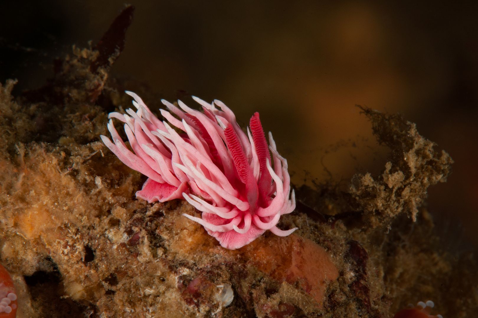 Okenia rosacea photo Kevins Reef 68_zpsfrqo2aod.jpg