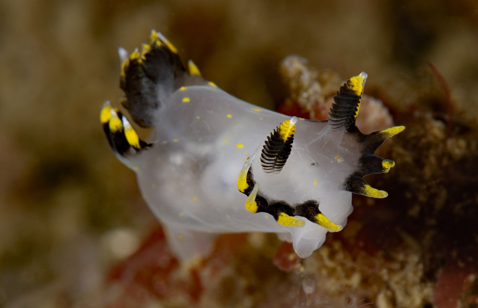  photo Polycera tricolor_zpsdw8fgihw.jpg