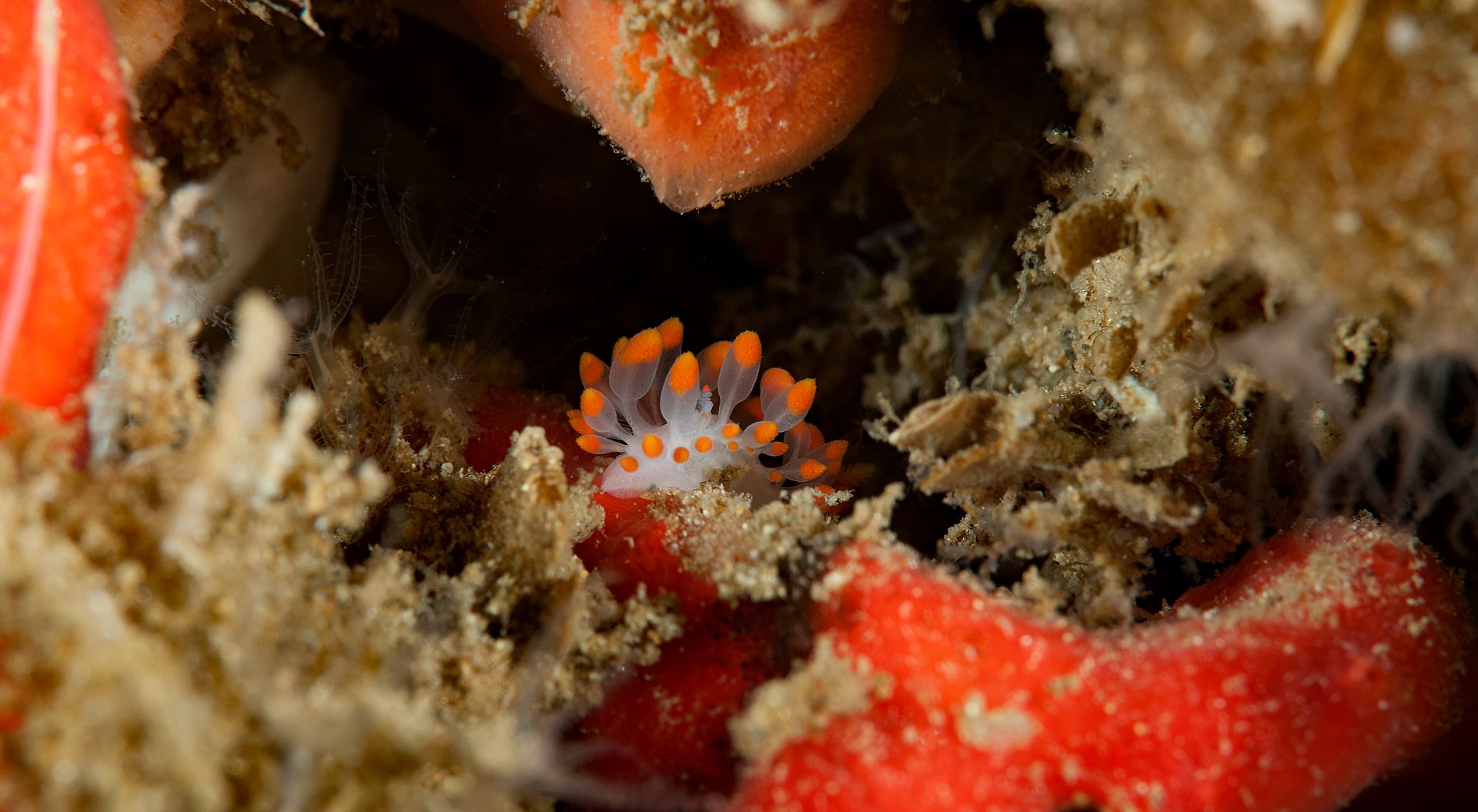 little%20Reef%2012_zpsmkhrancz.jpg