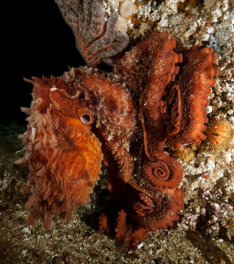  photo Giant-Pacific-Octopus-Enteroctopus-dofleini-2-web_zpsb5292654.jpg