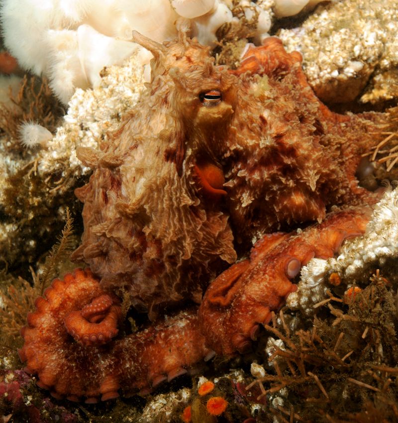  photo Giant-Pacific-Octopus-Enteroctopus-dofleini-web_zps9128641c.jpg
