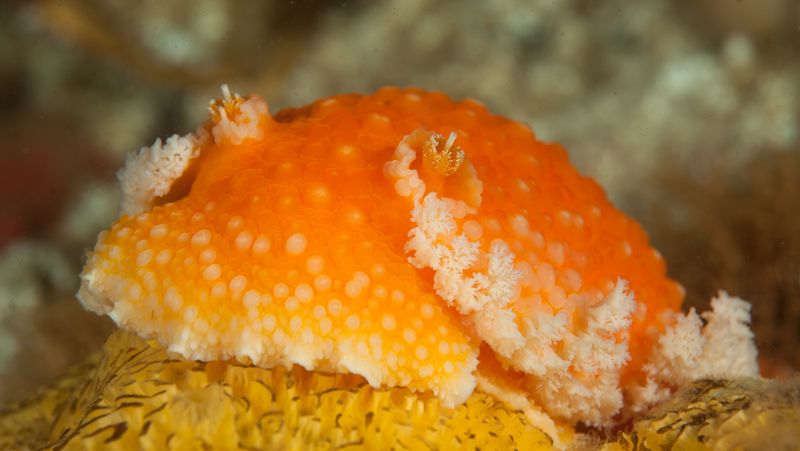  photo OrangePeelNudibranchTochuinatetraquetra_zps24f9c3a4.jpg