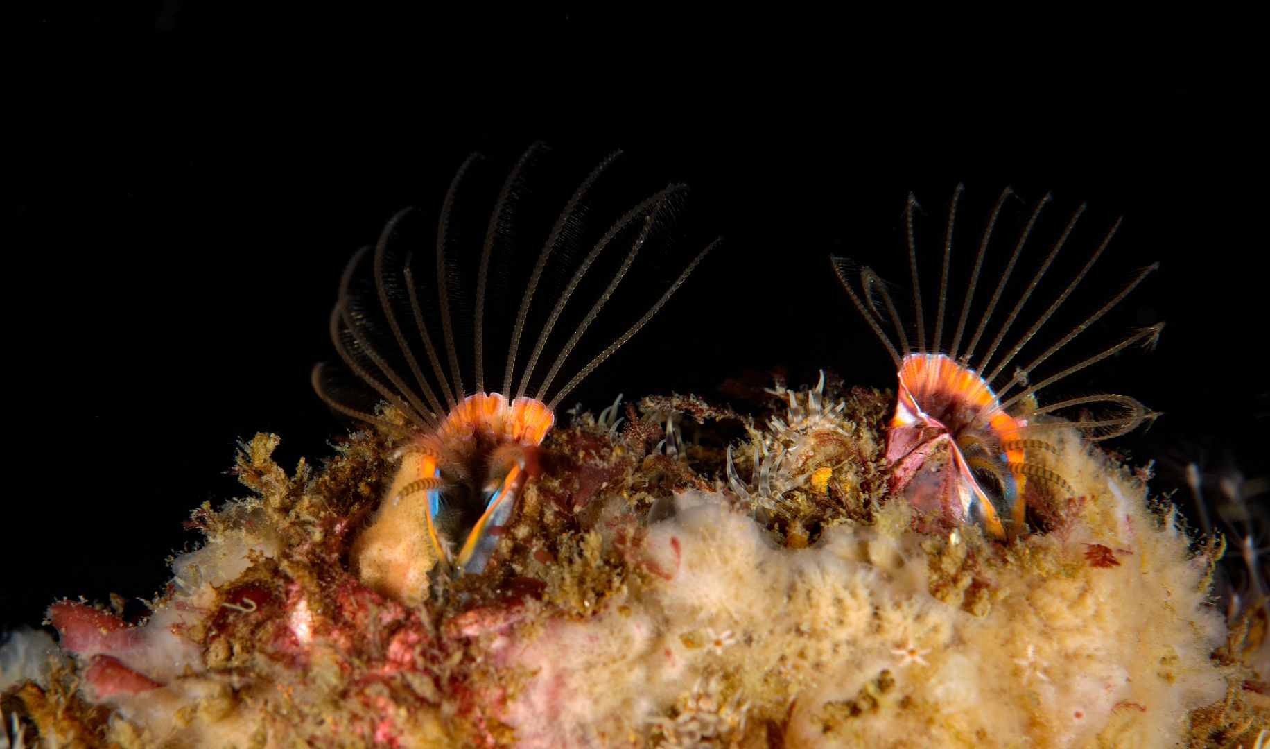  photo Balanus nubilus Giant Acorn Barnacle_zpsnpxwit7m.jpg