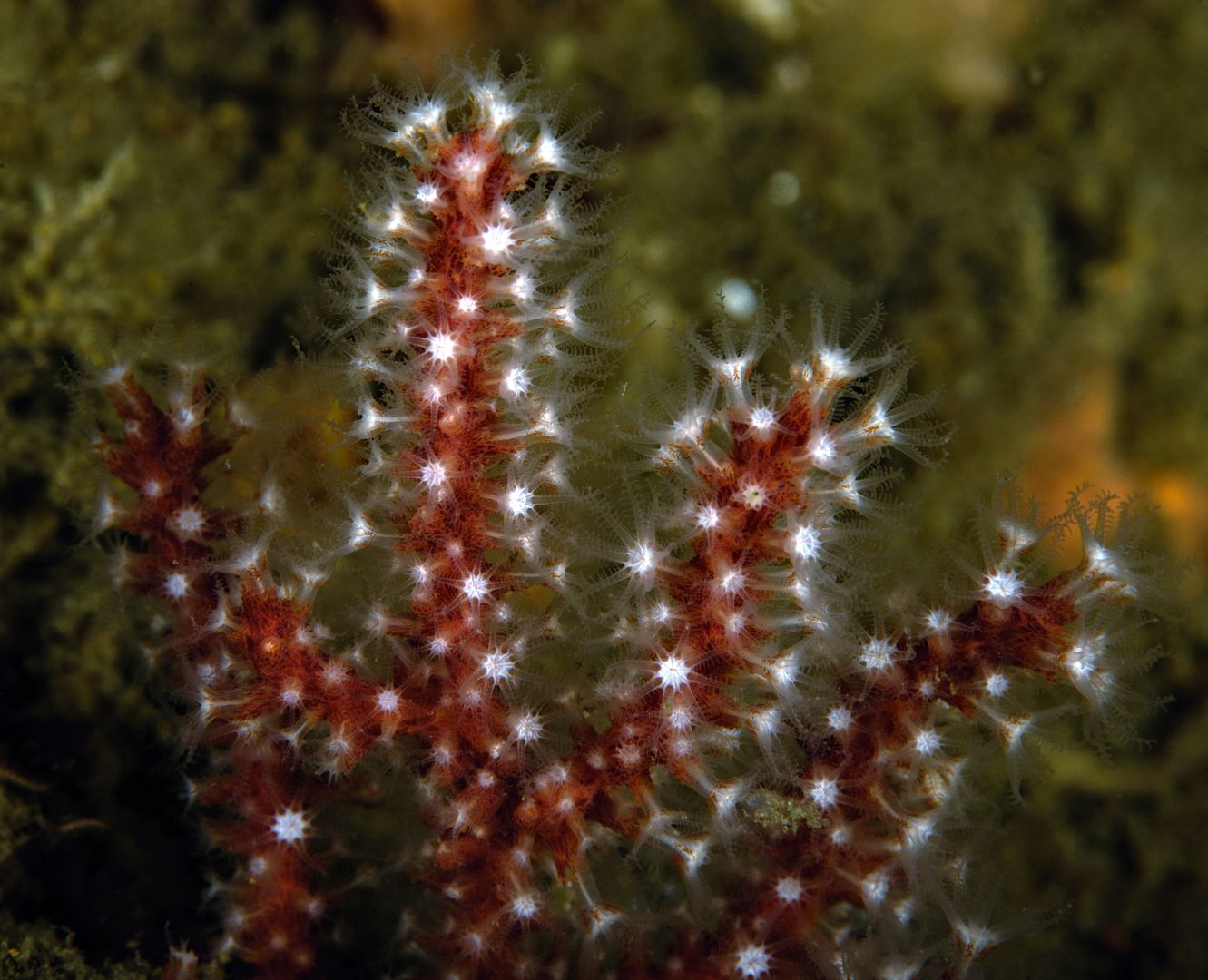  photo Lophogorgia chilensis Red Gorgonian polyps_zpsnmtquifp.jpg