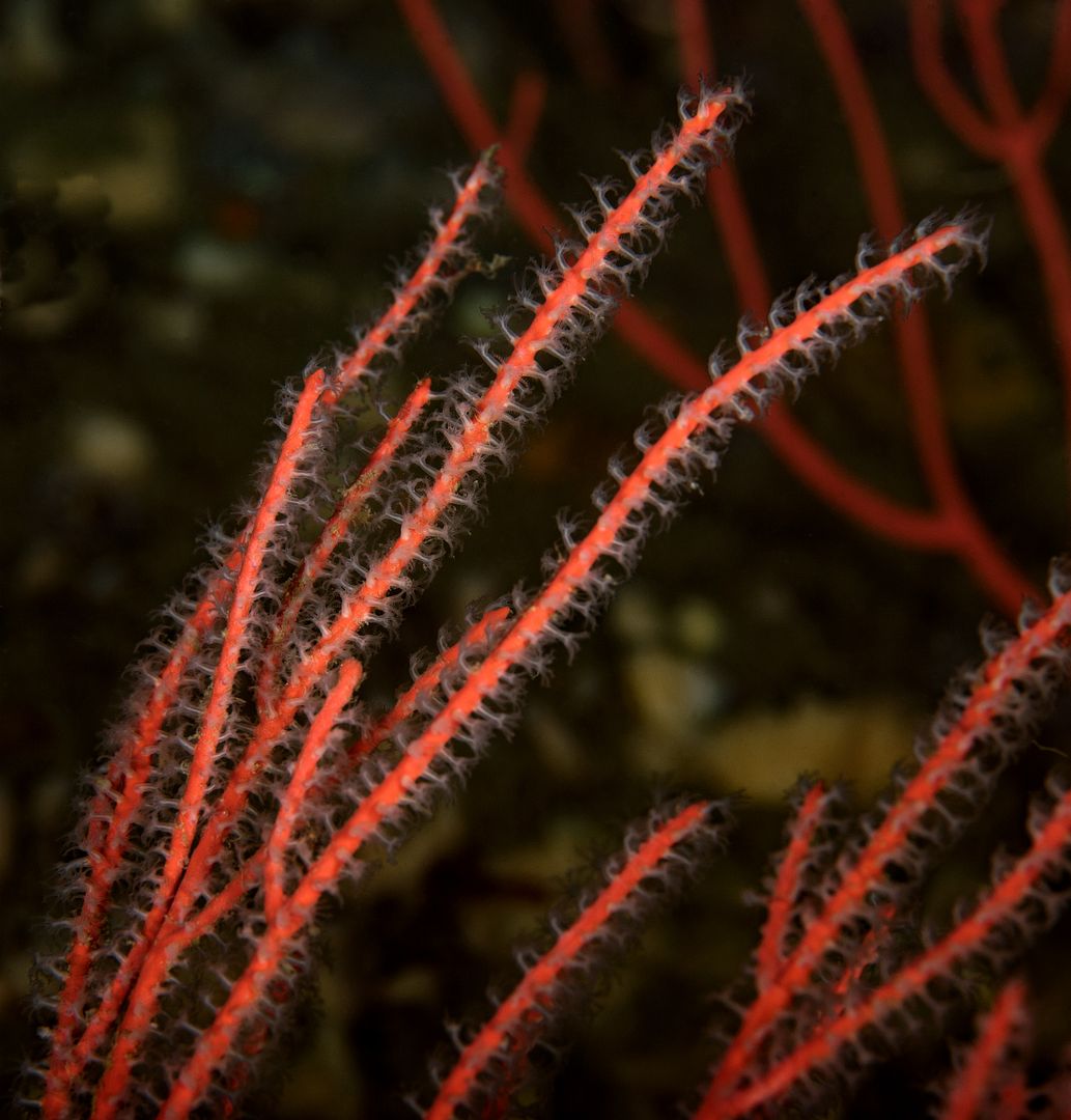  photo Lophogorgia chilensis Red gorgonian_zpsq2benykj.jpg